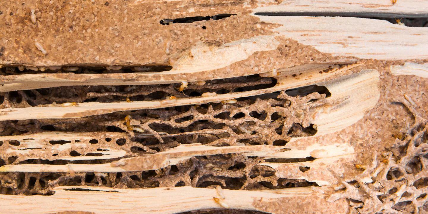 Blog Common Signs of Termite Infestation