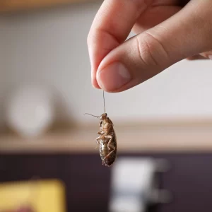 How to manage the most common pests you will find on your property