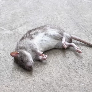 Rodent treatments & control tips