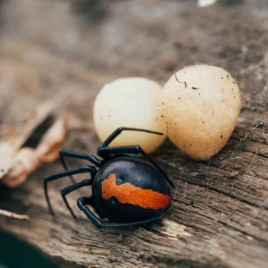 Spider treatments & helpful tips