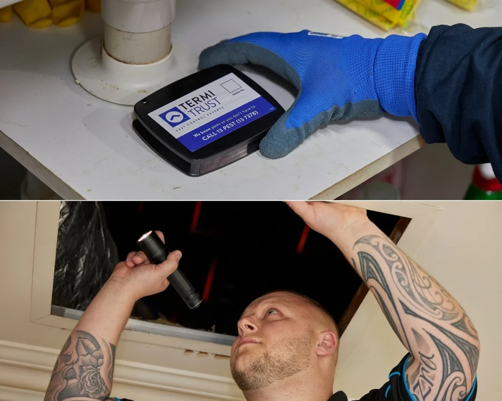 Cockroach monitoring station being placed in kitchen cupboard under sink and pest control technician looking into roof cavity with a torch